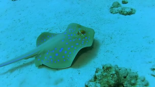 Ribbontail Ray Лежить Піску Або Плаває Серед Коралів Рифі Червоному — стокове відео