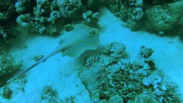 Bluespotted Taeniura Lymma Ribbontail Ray Encontra Areia Flutua Entre Corais — Vídeo de Stock
