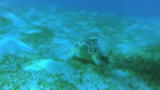 Tortuga Marina Verde Chelonia Mydas Comiendo Algas Fondo Del Mar — Vídeos de Stock