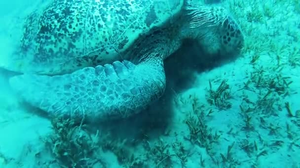 Tartaruga Marina Verde Chelonia Mydas Che Mangia Alghe Sul Fondo — Video Stock