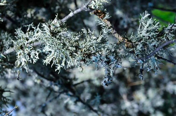 Lichens Větvích Stromů Údolí Poblíž Staré Sopky Karadag Krym — Stock fotografie