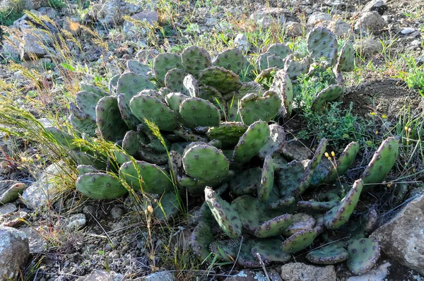 Kara Dag Kłujące Kaktusy Gruszkowe Zboczach Gór Starożytnego Wulkanu Karadag — Zdjęcie stockowe
