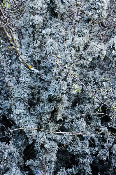 Lichens Galhos Árvore Vale Perto Antigo Vulcão Karadag Crimeia — Fotografia de Stock