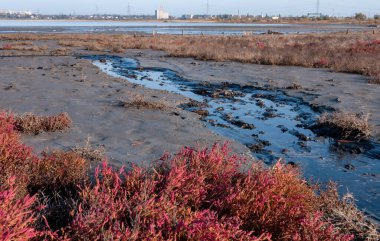 Ahşap kütüklere kendi kendine yerleşen tuz. Kuruyan bir gölde hipertuzlu su, çevresel bir sorun.