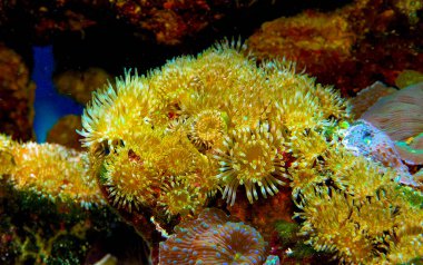 Bir deniz akvaryumunda mercanlar (Protopalythoa sp., Zoanthus, Palythoa)