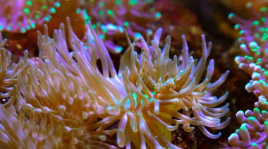 Palyaço balığı (Amphiprion ocellaris) anemonların dokunaçları, balık ve anemonların ortak yaşamı arasında yüzer.