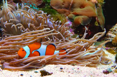 Palyaço balığı (Amphiprion ocellaris) anemonların dokunaçları, balık ve anemonların ortak yaşamı arasında yüzer.