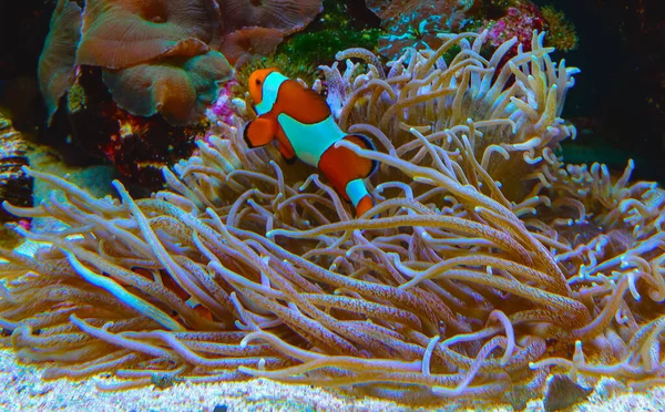 Clown Fish Anemonfish Amphiprion Ocellaris Swim Tentacles Anemones Symbiosis Fish — стоковое фото