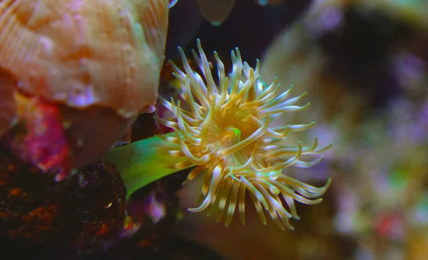 Tentacles Large Sea Anemone Marine Aquarium — Stock Photo, Image