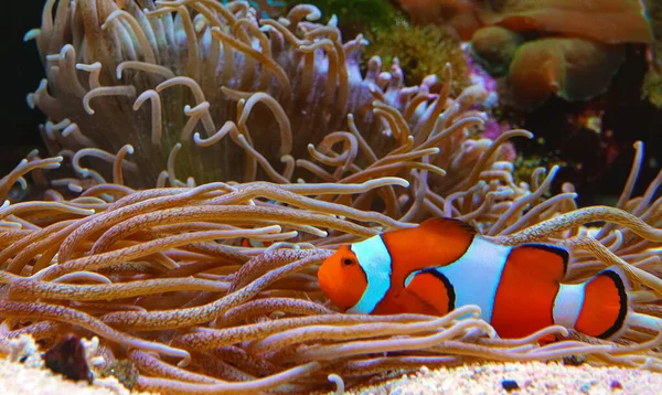 Clownfische Anemonenfische Amphiprion Ocellaris Schwimmen Zwischen Den Tentakeln Von Anemonen — Stockfoto