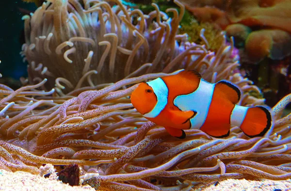 Clown Fish Anemonefish Amphiprion Ocellaris Zwemmen Tussen Tentakels Van Anemonen — Stockfoto