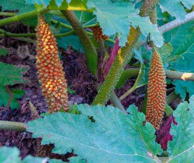 Şili rhubarb (Gunnera tinctoria), Fransa 'nın Nantes kentindeki bir şehir parkında yapay göl yakınında bulunan bir su bitkisi.
