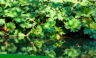Bahçe düzenleme, deniz kenarındaki (Gunnera tinctoria) Fransa 'nın Nantes kentindeki şehir parkında ördekler bulunan yapay göl kenarındaki bitki örtüsü
