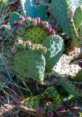 Dikenli armut kaktüsü Opuntia Sp. Fransa 'nın Nantes kentindeki bir şehir parkında peyzaj tasarımı.