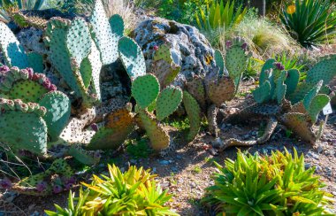 Dikenli armut kaktüsü Opuntia Sp. Fransa 'nın Nantes kentindeki bir şehir parkında peyzaj tasarımı.