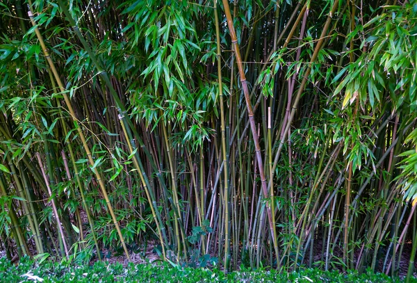 Bambushain Einem Stadtpark Nantes Frankreich — Stockfoto