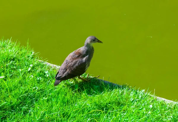 Shepherdesses bird against the background of green grass and water in a city park in Nantes, France