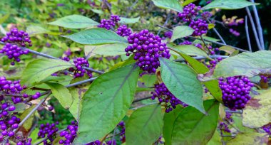 Callicarpa (beautyberry) (Callicarpa bodinieri) bahçede küçük bir süs çalı üzerinde mor meyveler