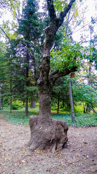 Dicker Stamm Eines Veredelten Baumes Einem Botanischen Garten Odessa — Stockfoto