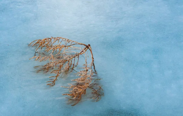 Buisson Gelé Dans Glace Près Rivage Estuaire Gelé Tiligul Région — Photo