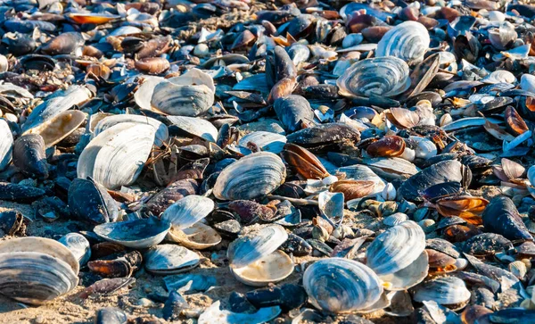 海岸のミヤ イサリアの貝殻 ティリグール リマン オデッサ州 — ストック写真