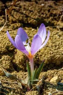 Ephemeral çiçekler, vahşi doğada çicek gülleri (Colchicum ancyrense), sonbahar çiçeği, çayır safranı ve çıplak kadın.