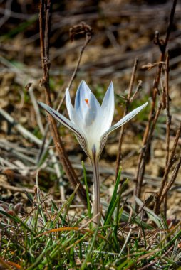 Çiğdem reticulatus. Tiligul Haliç, kırmızı kitap Ukrayna'nın eteklerinde vahşi bir soğanlı bitki