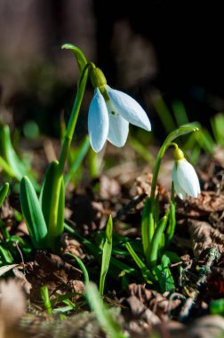 Amaryllidaceae, Galanthus elwesii (Elwes 'un kar damlası, daha büyük kar damlası) doğada Tiligul halklarının yamaçlarında, Ukrayna' nın kırmızı kitabı