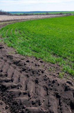 Yerde traktör izleri var. Ukrayna 'da yeşil buğdaylı bir tarlanın yanında.