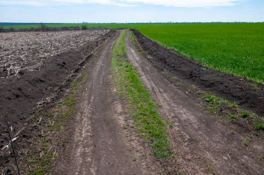 Yeşil buğdaylı bir tarlanın yanındaki toprak yolda, Ukrayna