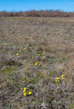 Adonis vernalis - bahar sülünü gözü, sarı sülün gözü, ilkbaharda filizlenen vahşi otların arasında, Ukrayna 'nın kırmızı kitabı,