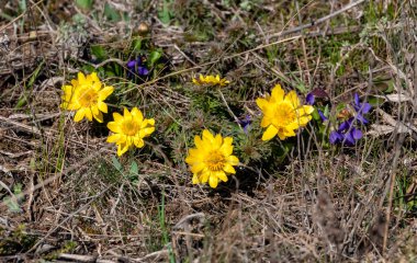 Adonis vernalis - bahar sülünü gözü, sarı sülün gözü, ilkbaharda filizlenen vahşi otların arasında, Ukrayna 'nın kırmızı kitabı,