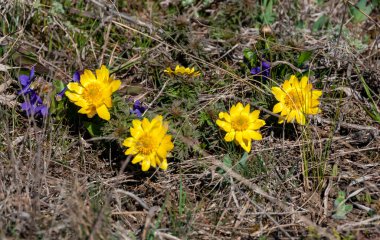 Adonis vernalis - bahar sülünü gözü, sarı sülün gözü, ilkbaharda filizlenen vahşi otların arasında, Ukrayna 'nın kırmızı kitabı,