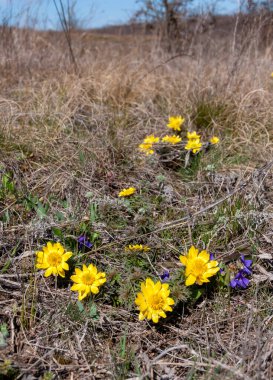 Adonis vernalis - bahar sülünü gözü, sarı sülün gözü, ilkbaharda filizlenen vahşi otların arasında, Ukrayna 'nın kırmızı kitabı,