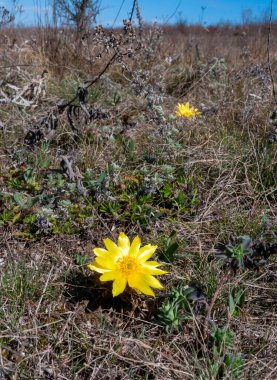 Adonis vernalis - bahar sülünü gözü, sarı sülün gözü, ilkbaharda filizlenen vahşi otların arasında, Ukrayna 'nın kırmızı kitabı,