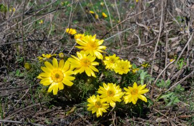 Adonis vernalis - bahar sülünü gözü, sarı sülün gözü, ilkbaharda filizlenen vahşi otların arasında, Ukrayna 'nın kırmızı kitabı,
