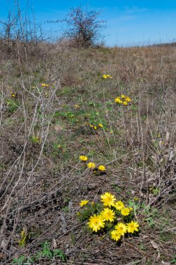 Adonis vernalis - bahar sülünü gözü, sarı sülün gözü, ilkbaharda filizlenen vahşi otların arasında, Ukrayna 'nın kırmızı kitabı,