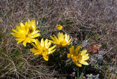 Adonis vernalis - bahar sülünü gözü, sarı sülün gözü, ilkbaharda filizlenen vahşi otların arasında, Ukrayna 'nın kırmızı kitabı,