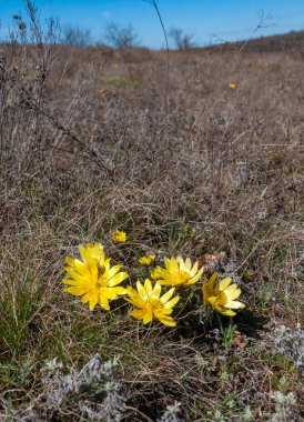 Adonis vernalis - bahar sülünü gözü, sarı sülün gözü, ilkbaharda filizlenen vahşi otların arasında, Ukrayna 'nın kırmızı kitabı,