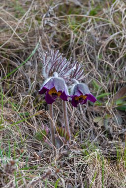 Doğu pasqueflower, kesme yapraklı anemon - Pulsatilla patens - ilkbaharda vahşi doğada çimlerin arasında çiçek açar, Ukrayna