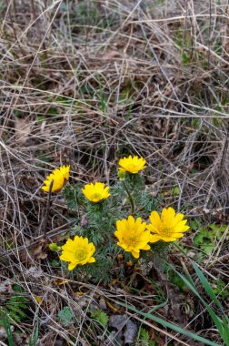 Adonis vernalis - bahar sülünü gözü, sarı sülün gözü, ilkbaharda filizlenen vahşi otların arasında, Ukrayna 'nın kırmızı kitabı,