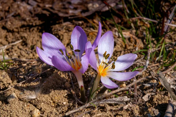 Ephemeral Blommor Primrosor Naturen Colchicum Ancyrense Höst Krokus Äng Saffran — Stockfoto