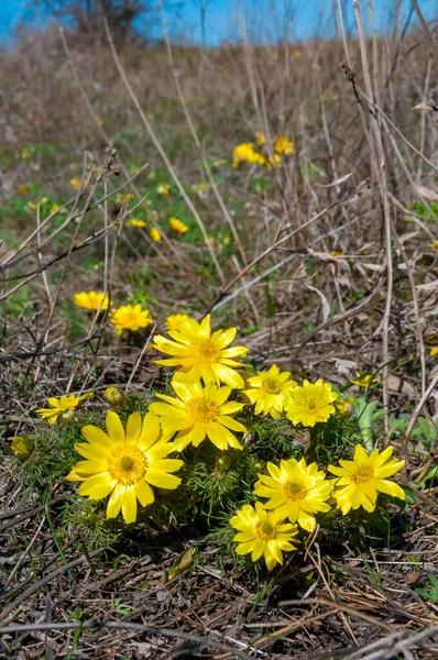 Adonis vernalis - bahar sülünü gözü, sarı sülün gözü, ilkbaharda filizlenen vahşi otların arasında, Ukrayna 'nın kırmızı kitabı,