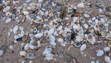 Kinburn Spit, Ukrayna 'da fırtına emisyonlarında yumuşakça kabukları (Miya, Cerastoderma)