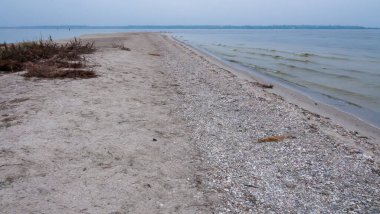 Kinburn Spit, Ukrayna 'da fırtına emisyonlarında yumuşakça kabukları (Miya, Cerastoderma)