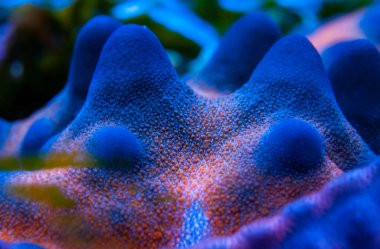 Mavi gövdeli denizyıldızı bir deniz akvaryumunun tepesinde.