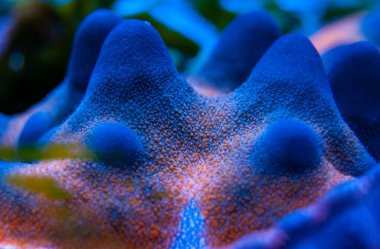 Mavi gövdeli denizyıldızı bir deniz akvaryumunun tepesinde.