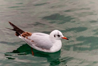 Kara başlı martı (Larus (Chroicocephalus) ridibundus) Karadeniz 'de suda yüzer.