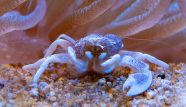 Porselen Anemon Yengeci (Neopetrolisthes) ohshimai, bir yengeç akvaryumda bir anemonun altında oturur.