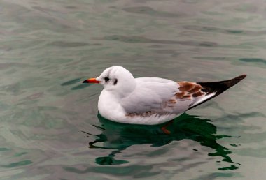 Kara başlı martı (Larus (Chroicocephalus) ridibundus) Karadeniz 'de suda yüzer.
